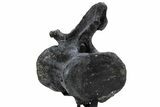 Sauropod Dinosaur (Camarasaurus) Caudal Vertebra - Colorado #222506-3